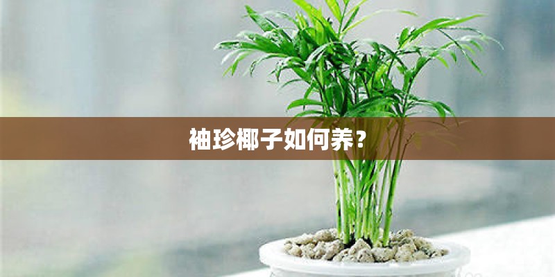 袖珍椰子如何养？