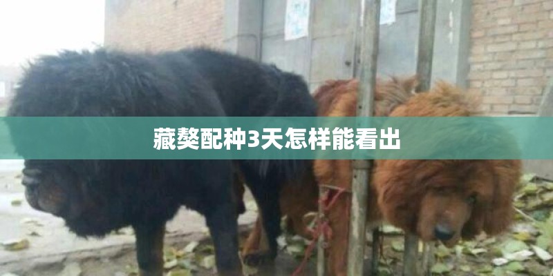 藏獒配种3天怎样能看出
