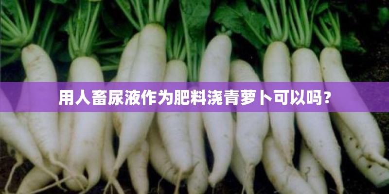 用人畜尿液作为肥料浇青萝卜可以吗？
