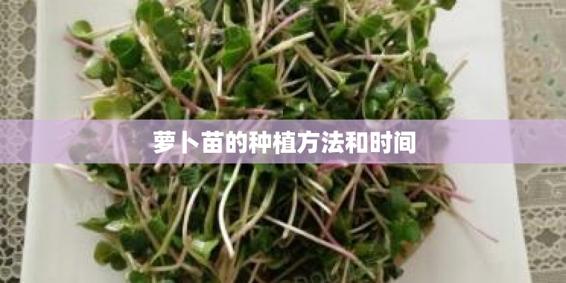 萝卜苗的种植方法和时间 萝卜苗的种植方法和时间