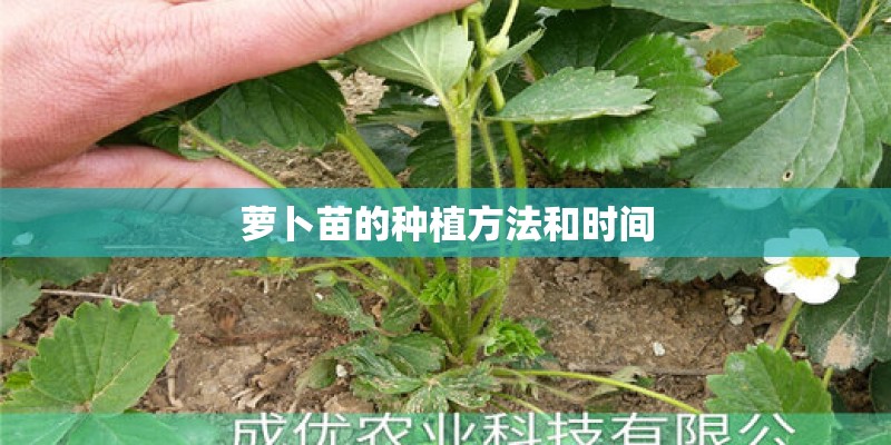 萝卜苗的种植方法和时间 萝卜苗的种植方法和时间