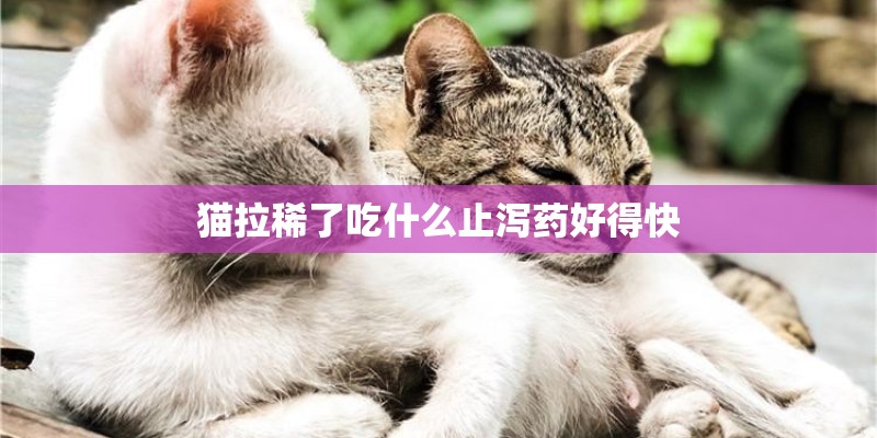 猫拉稀了吃什么止泻药好得快