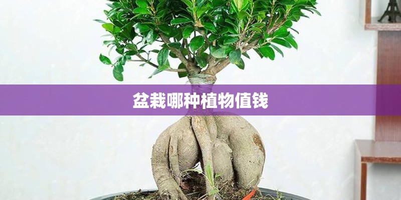 盆栽哪种植物值钱