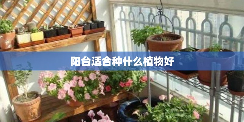 阳台适合种什么植物好