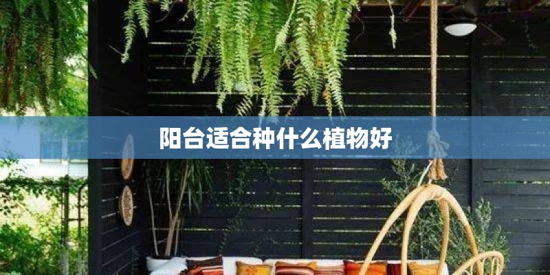 阳台适合种什么植物好