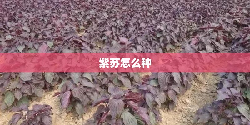 紫苏怎么种