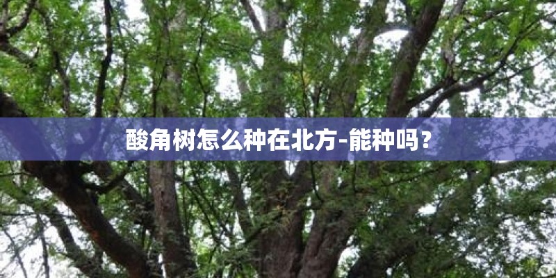 梦见母亲种茄子的预兆