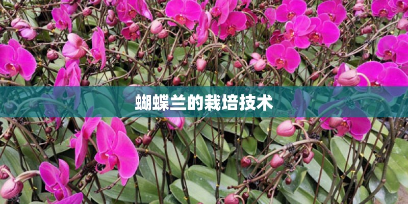 蝴蝶兰的栽培技术