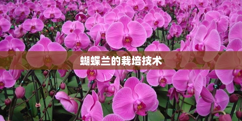 蝴蝶兰的栽培技术