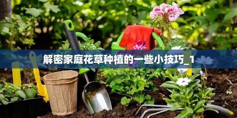 解密家庭花草种植的一些小技巧_1