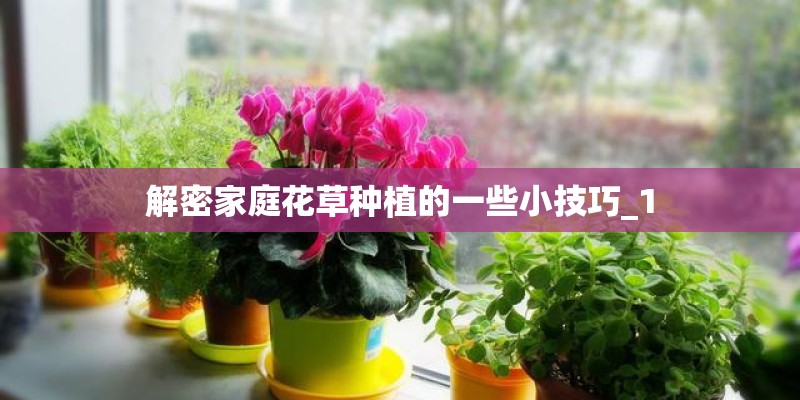 解密家庭花草种植的一些小技巧_1