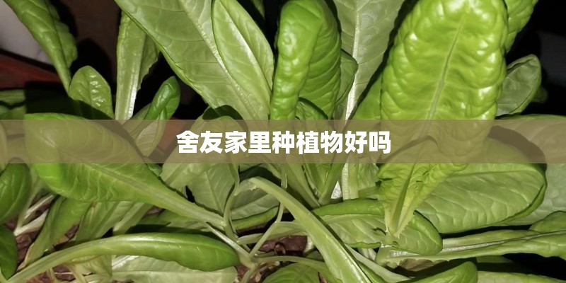 舍友家里种植物好吗