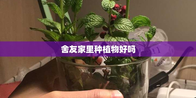舍友家里种植物好吗