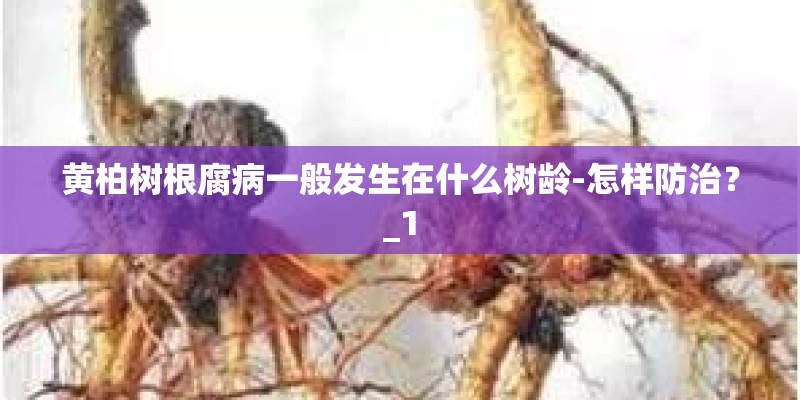 黄柏树根腐病一般发生在什么树龄-怎样防治？_1