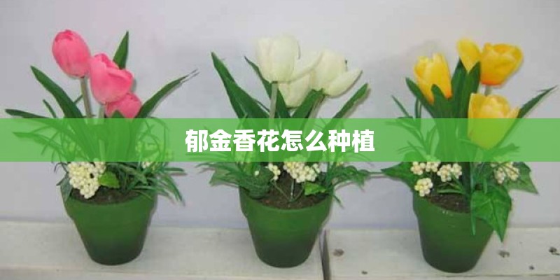 郁金香花怎么种植