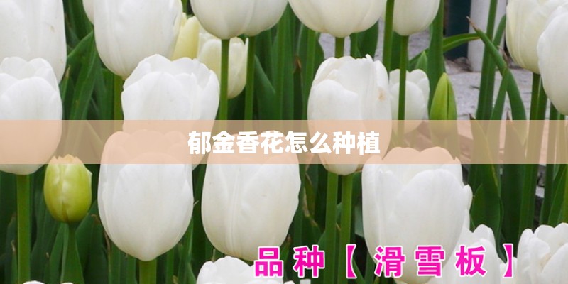 郁金香花怎么种植