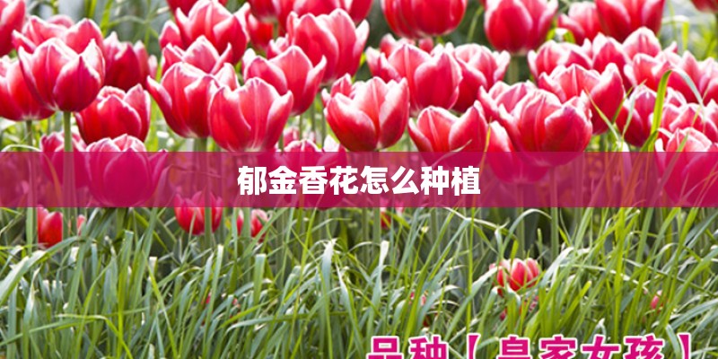 郁金香花怎么种植