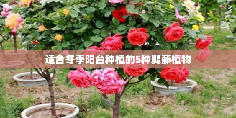 适合冬季阳台种植的5种爬藤植物