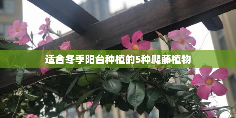 适合冬季阳台种植的5种爬藤植物