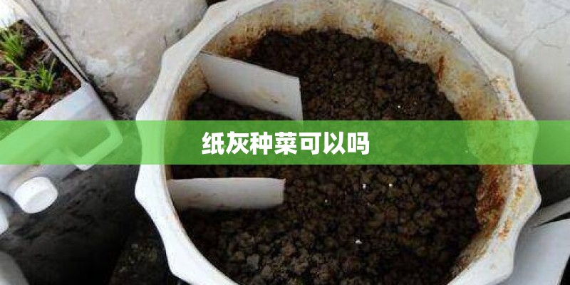 纸灰种菜可以吗