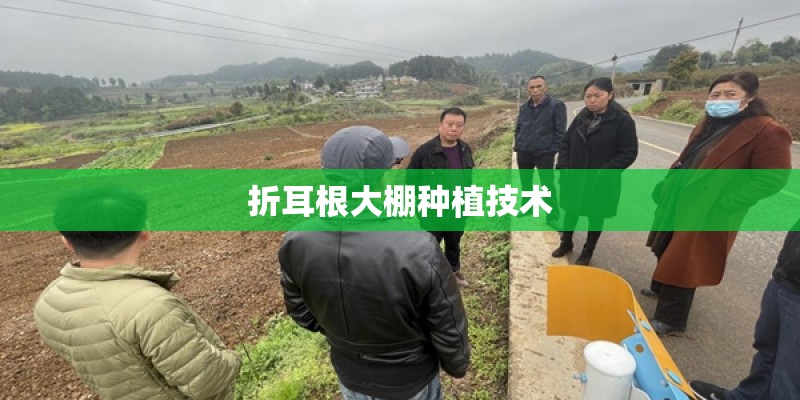 折耳根大棚种植技术