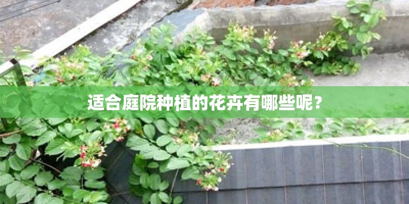 适合庭院种植的花卉有哪些呢？