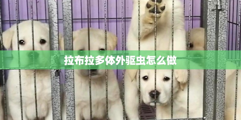 拉布拉多体外驱虫怎么做
