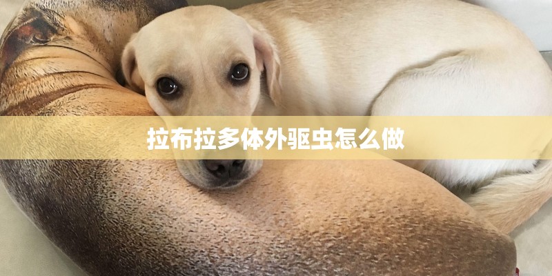 拉布拉多体外驱虫怎么做