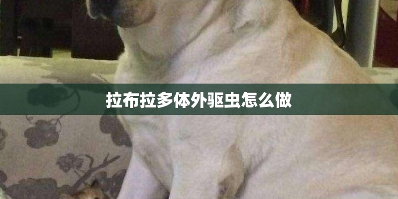 拉布拉多体外驱虫怎么做