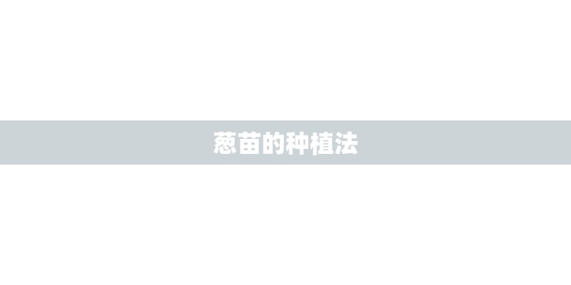 葱苗的种植法