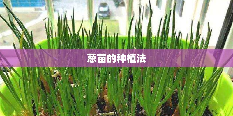 葱苗的种植法