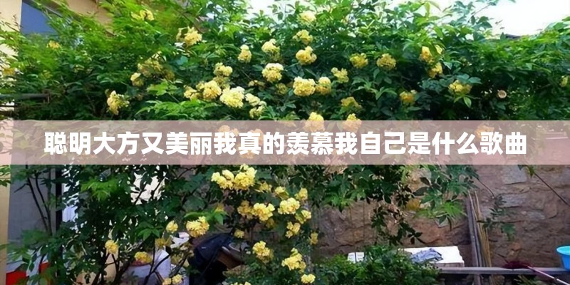 聪明大方又美丽我真的羡慕我自己是什么歌曲