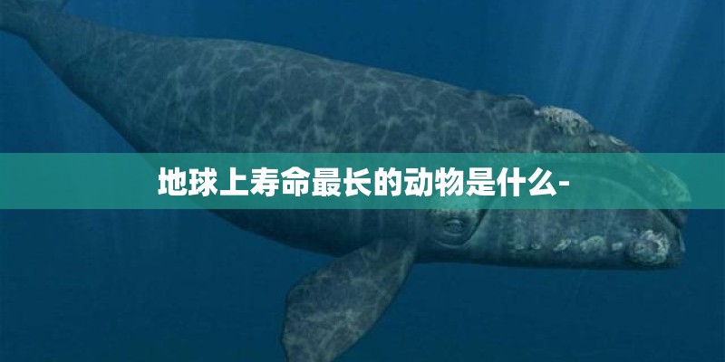 地球上寿命最长的动物是什么-