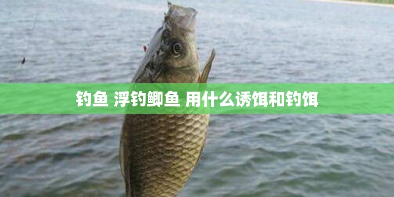 钓鱼 浮钓鲫鱼 用什么诱饵和钓饵