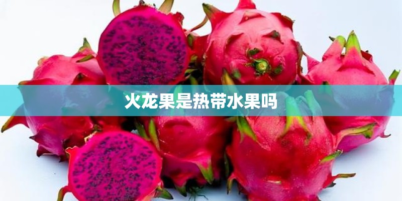 火龙果是热带水果吗