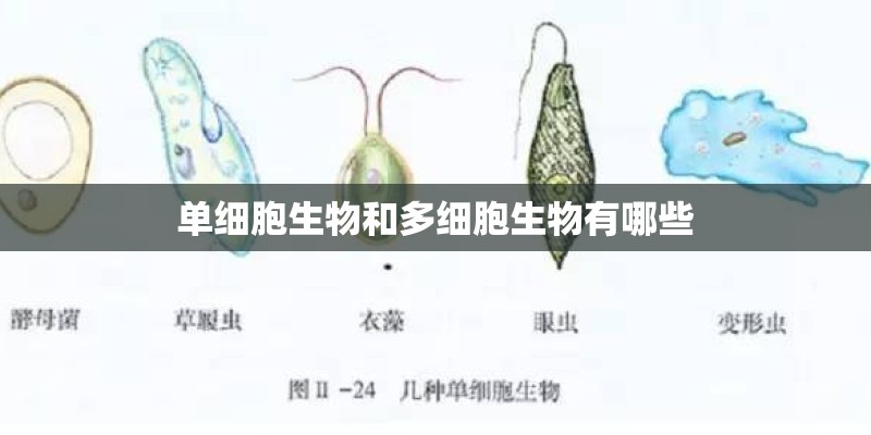 单细胞生物和多细胞生物有哪些