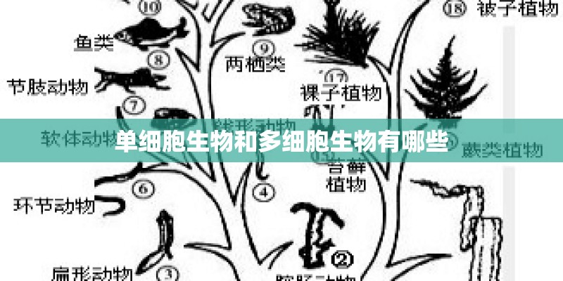单细胞生物和多细胞生物有哪些