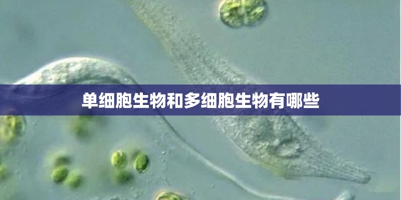 单细胞生物和多细胞生物有哪些
