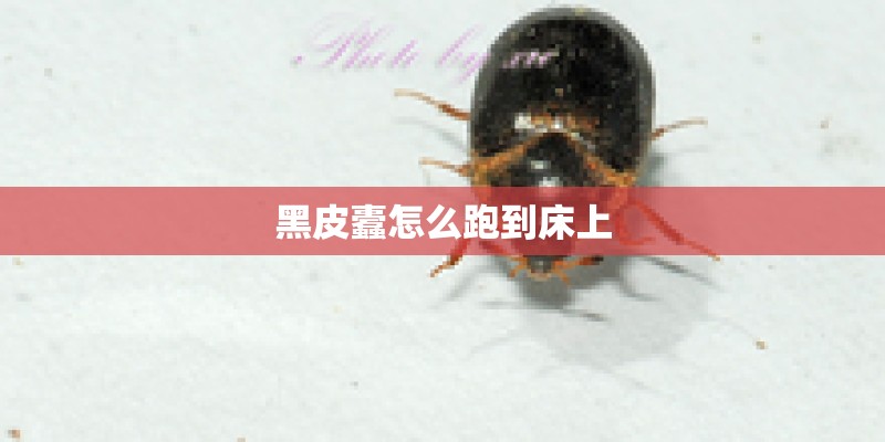 黑皮蠹怎么跑到床上