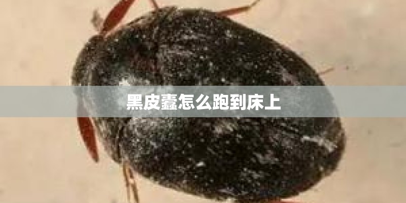黑皮蠹怎么跑到床上