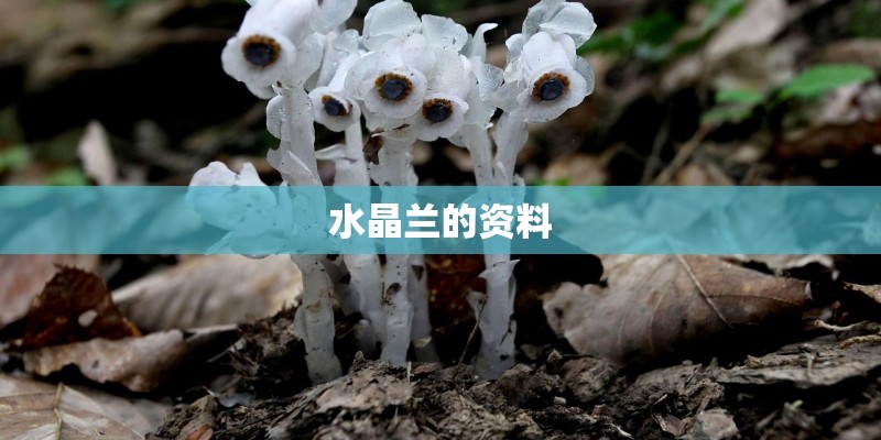水晶兰的资料