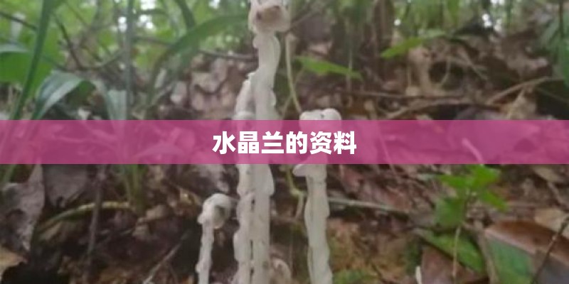 水晶兰的资料