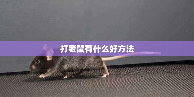 打老鼠有什么好方法