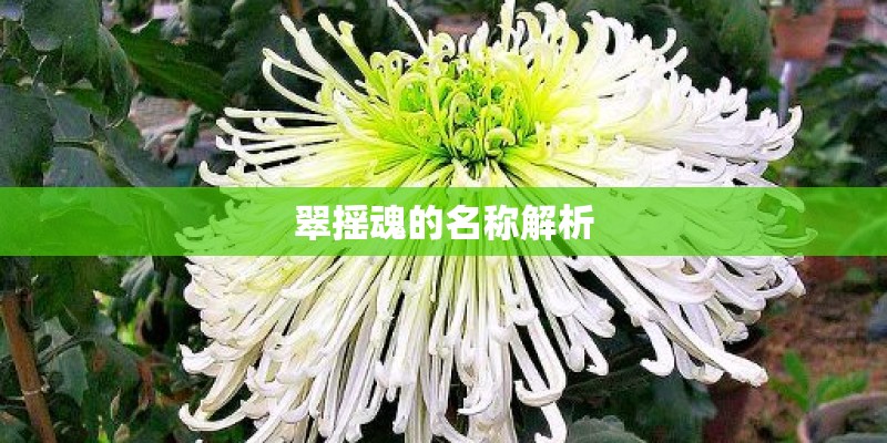 翠摇魂的名称解析