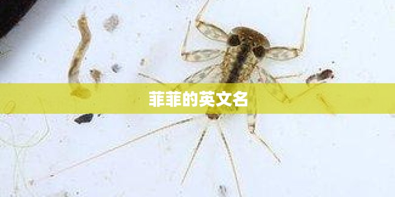 菲菲的英文名