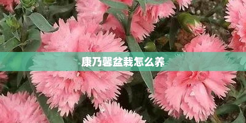 康乃馨盆栽怎么养