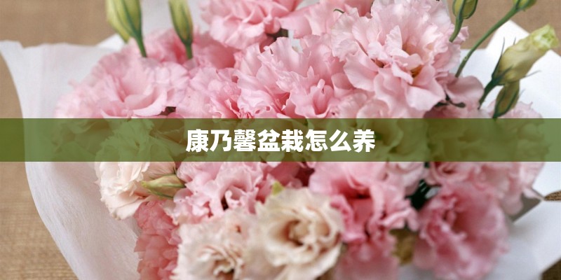 康乃馨盆栽怎么养