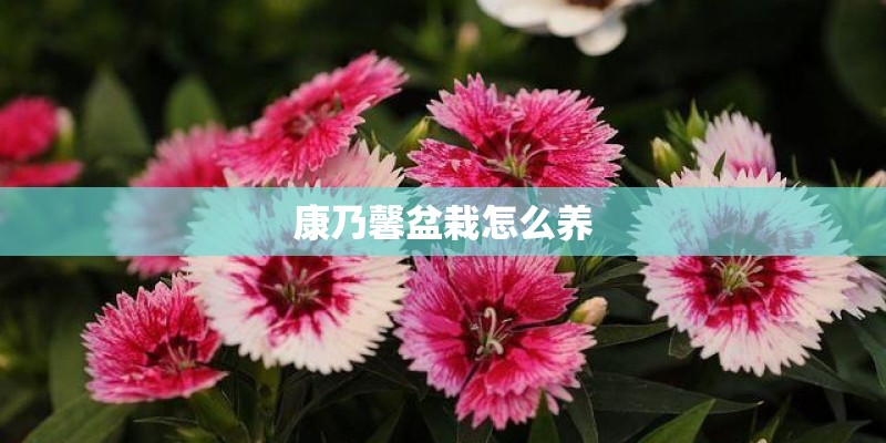 康乃馨盆栽怎么养