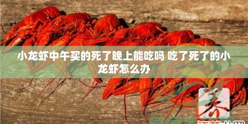 小龙虾中午买的死了晚上能吃吗 吃了死了的小龙虾怎么办 小龙虾中午买的死了晚上能吃吗 吃了死了的小龙虾怎么办
