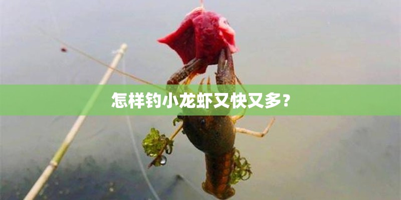 怎样钓小龙虾又快又多？